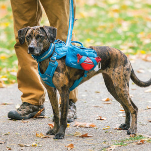 Dog wearing a blue backpack with a red pouch on a leash, standing on a path with blurred background at Pet Servo