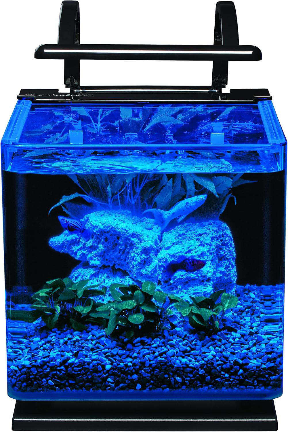 Small aquarium with blue lighting, rocks, and plants on a black background at Pet Servo