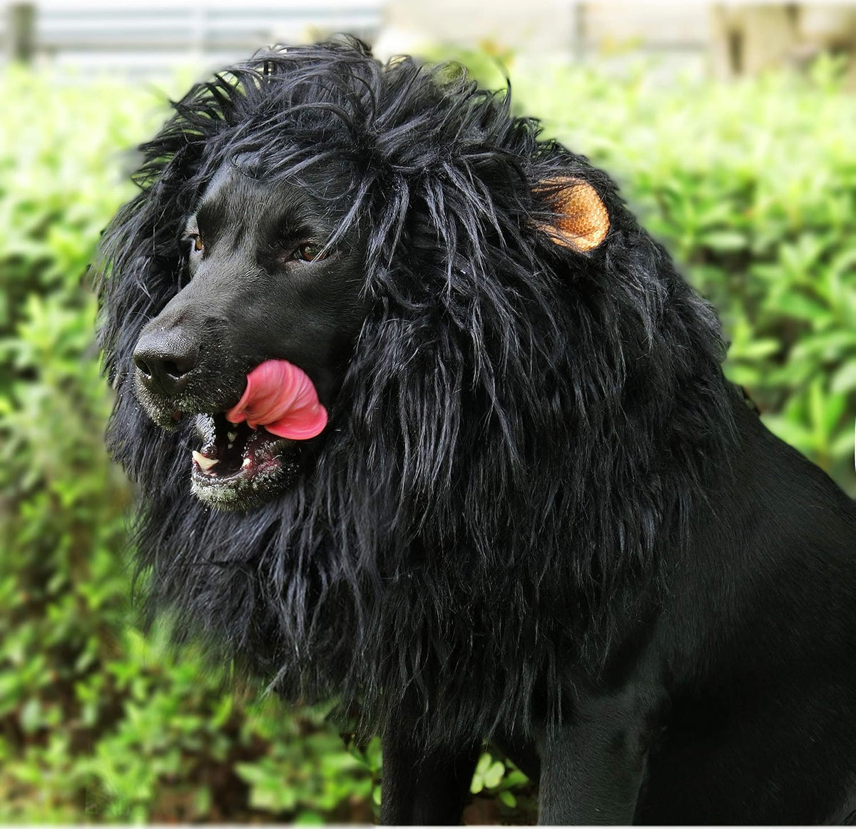 Onmygogo - Lion Mane Wig for Dogs with Ears, Funny Pet Costumes for Halloween