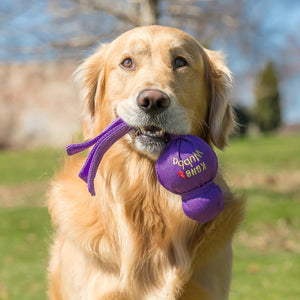 Dog holding a purple toy with 'Nylabone' branding in an outdoor setting at Pet Servo