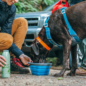 Dog drinking from a blue bowl held by a person outdoors with a car in the background at Pet Servo