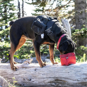 Dog with a backpack and red pouch on a log in a forest setting at Pet Servo