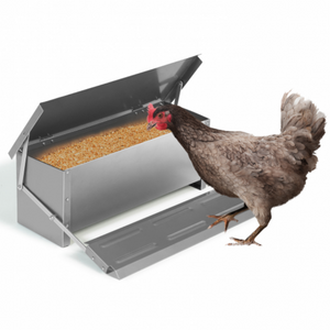 Chicken standing next to a metal poultry feeder filled with food on a white background at Pet Servo