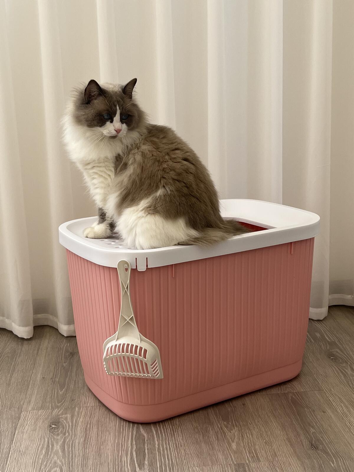 Cat sitting on a pink litter box with a white lid against a beige curtain background at Pet Servo