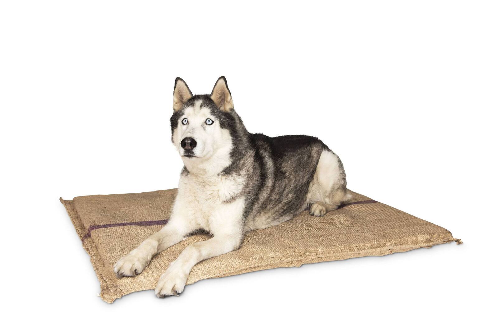 Dog lying on a jute mat with a white background at Pet Servo