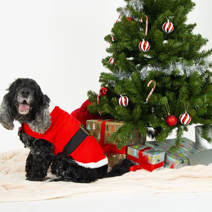 Happy Tails - Dog Santa Costume