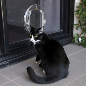 Black and white cat wearing a transparent plastic hoop around its neck on a tiled floor.