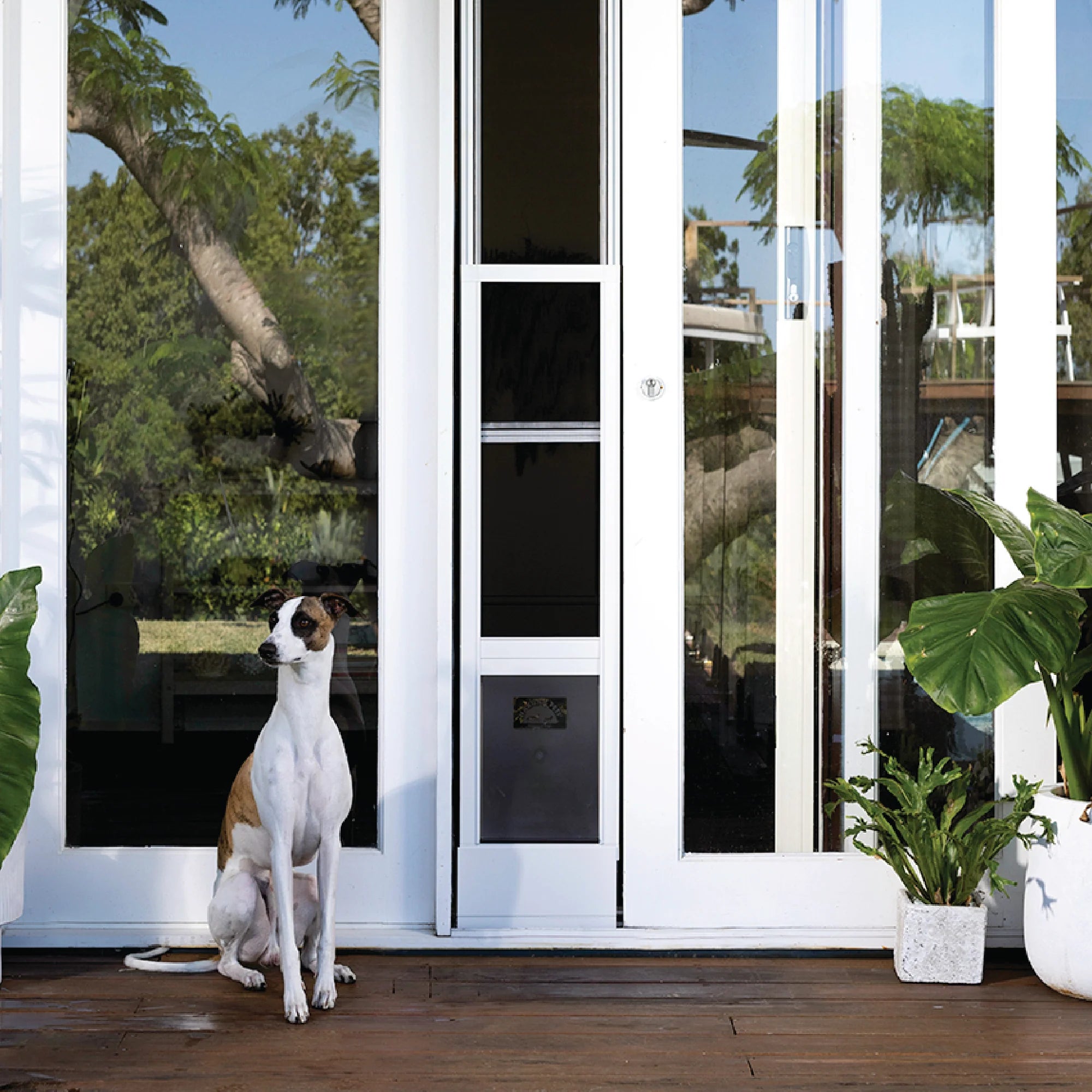 Dog sitting on a wooden floor in front of a glass door with a pet door, surrounded by plants.