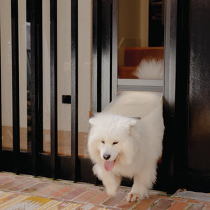 White dog walking through a black metal gate indoors
