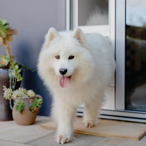 White dog with a black nose standing on a wooden board indoors, with plants in the background.