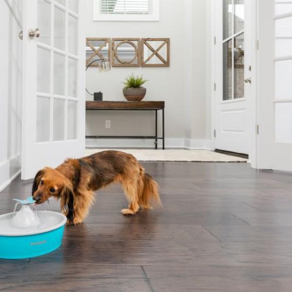 PetSafe - Drinkwell® Butterfly Pet Fountain - petservo