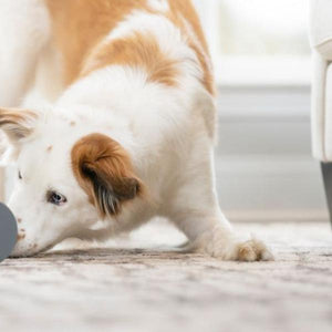 Petsafe - Kibble Chase™ Roaming Treat Dispenser - Dog Toy - Pet Servo