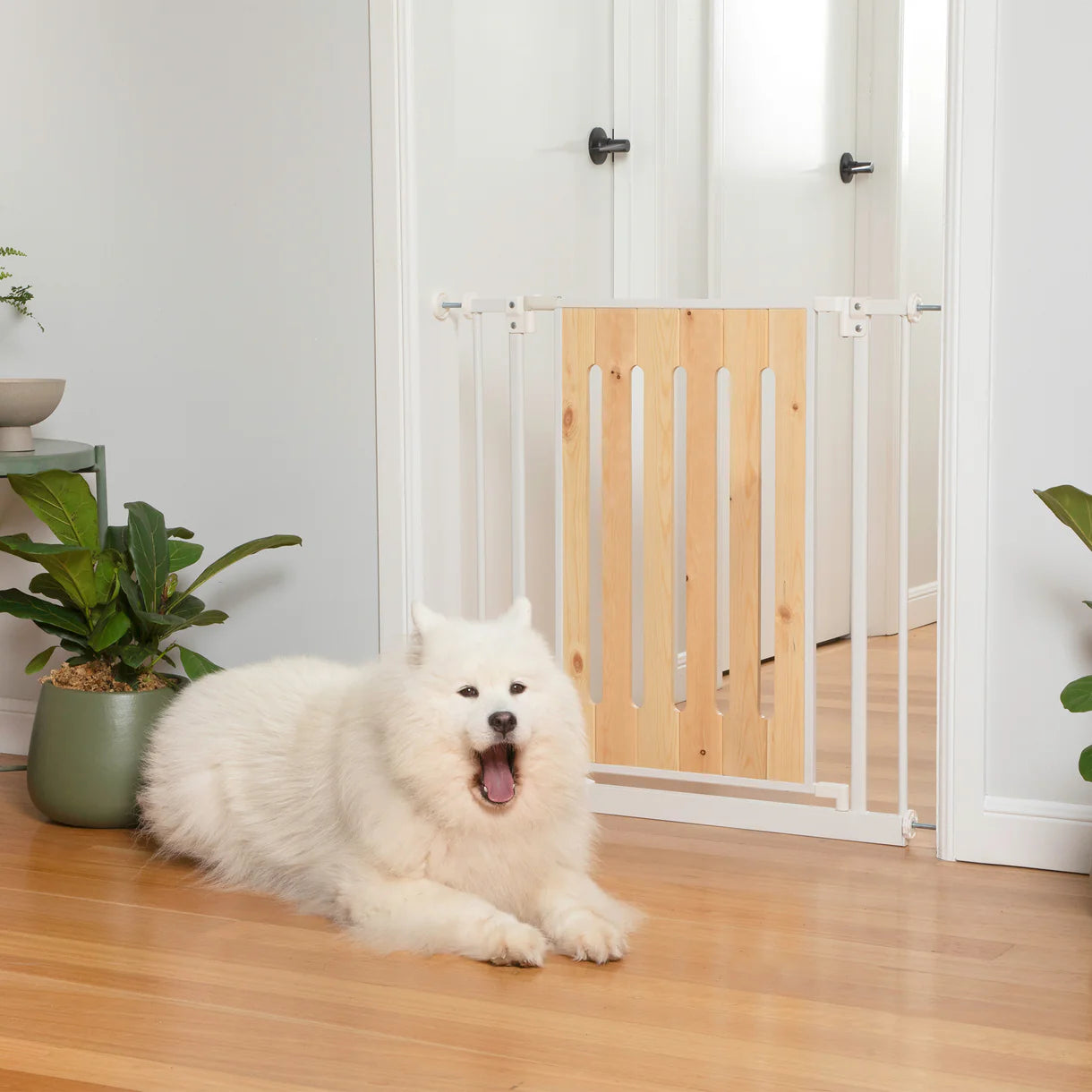 White dog sitting on a wooden floor in front of a wooden pet gate at PetServo