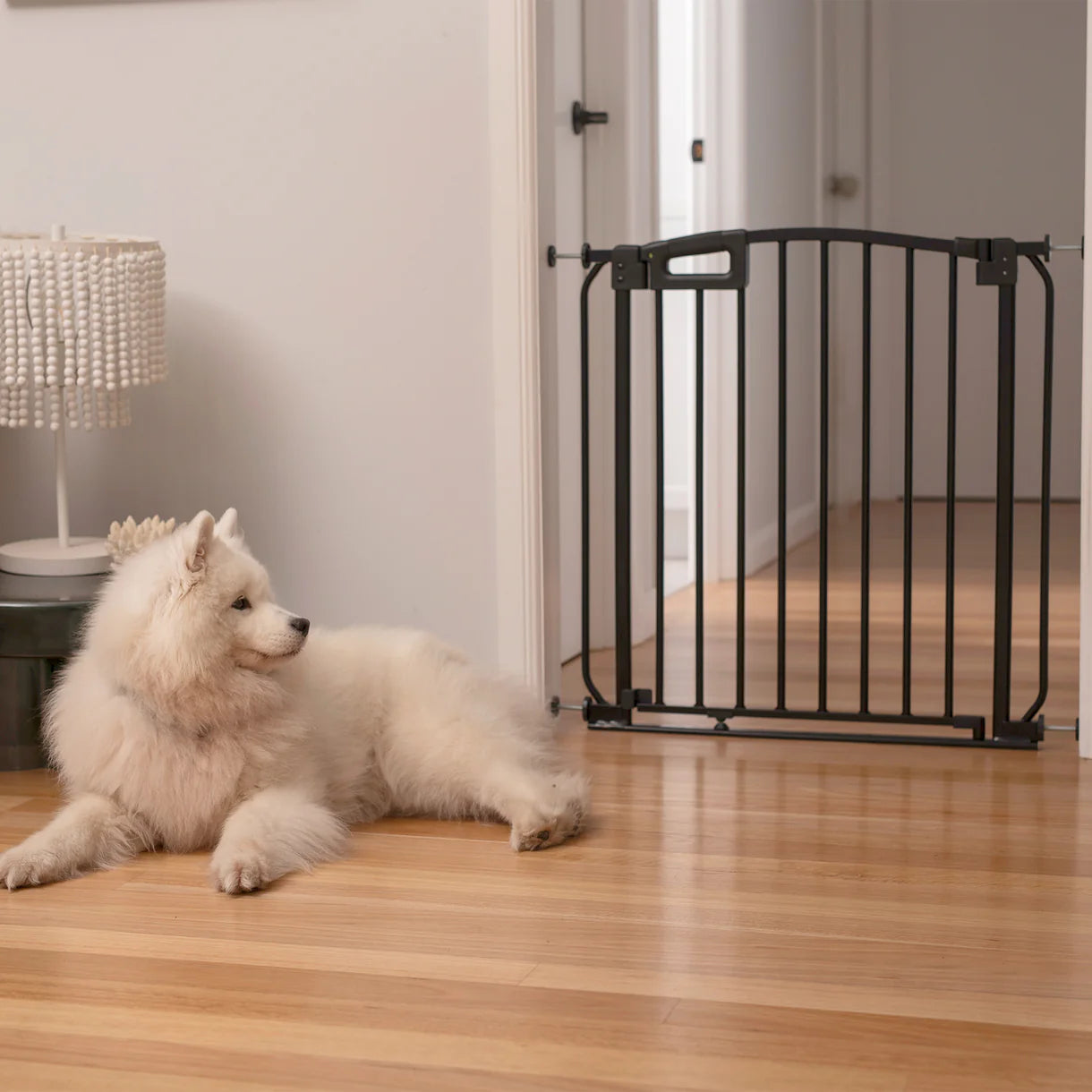 White dog lying on a wooden floor next to a black pet gate in a home setting.