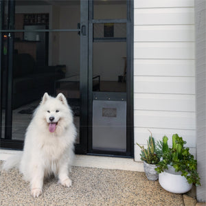 White dog sitting outside a modern house with a glass door and potted plants.