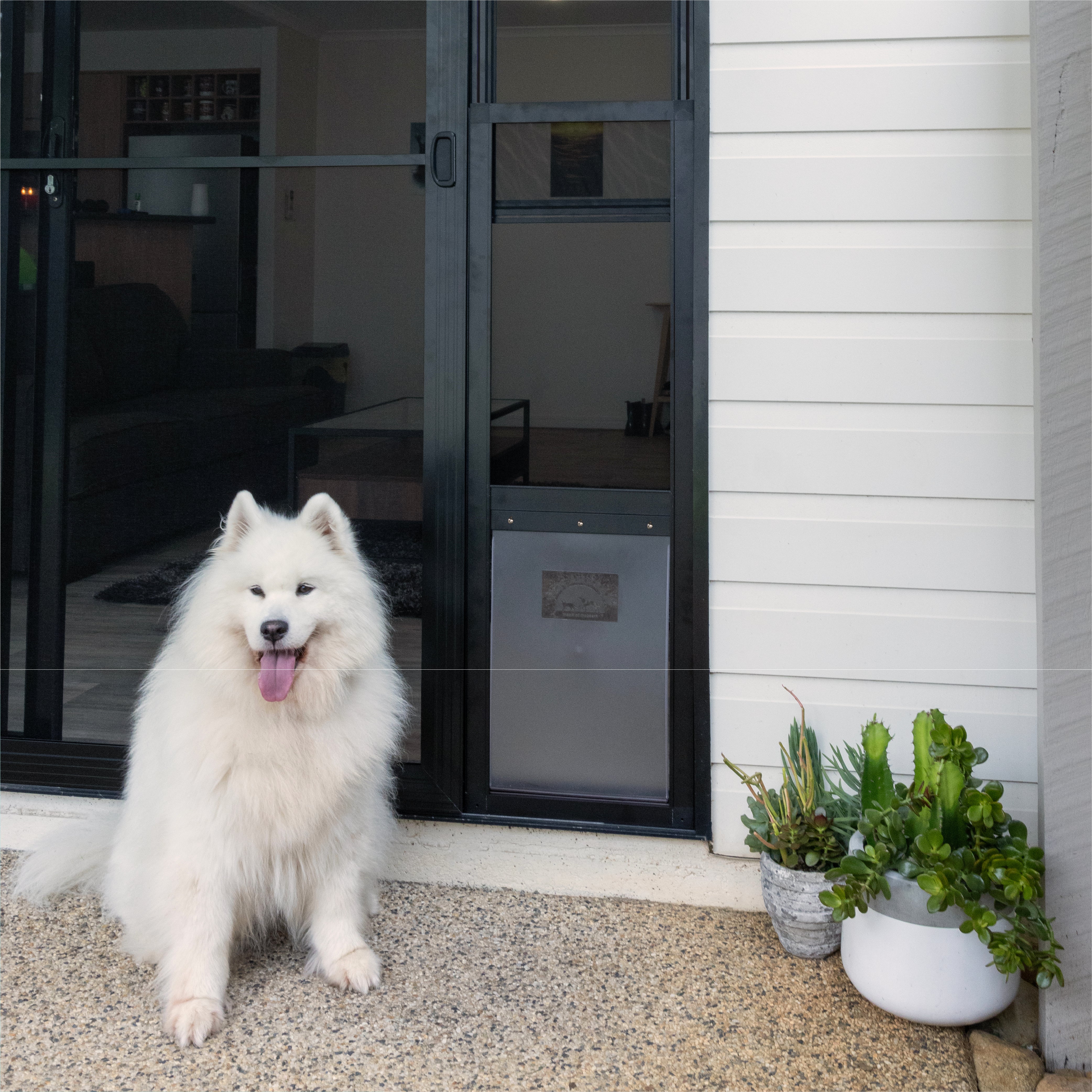 White dog sitting outside a modern house with a glass door and potted plants.