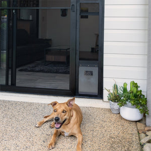 Dog lying on a patio with a sliding glass door and plants in the background