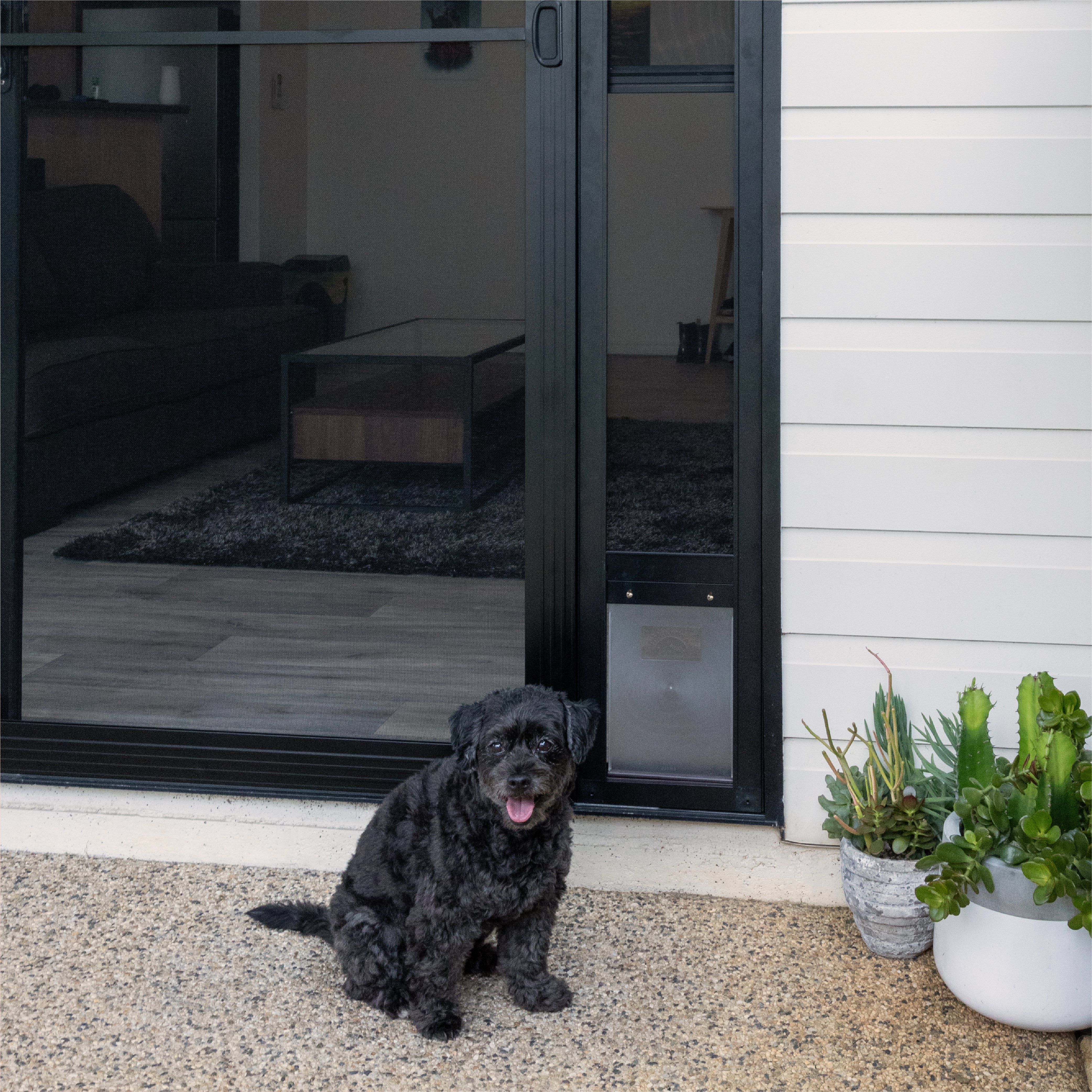 Dog sitting outside a modern house with sliding glass door and potted plants.