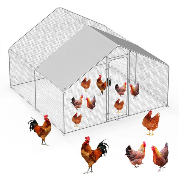 Chicken coop with chickens on a white background