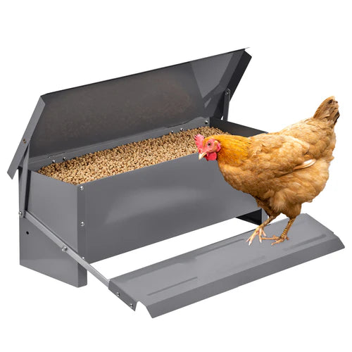 Chicken standing next to a poultry feeder filled with food on a white background at Pet Servo