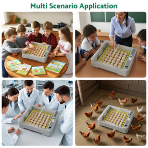 Collage of a孵化器 (incubator) being used in various settings with people and chickens.