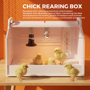 Chick rearing box with chicks inside on a wooden surface at Pet Servo