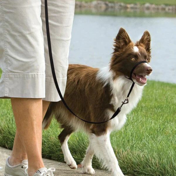 PetSafe - Easy Walk® Headcollar, No-Pull Dog Collar - Pet Servo