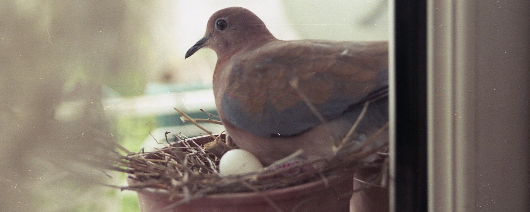 What Is Egg Binding in Birds? Causes, Symptoms, and Treatment