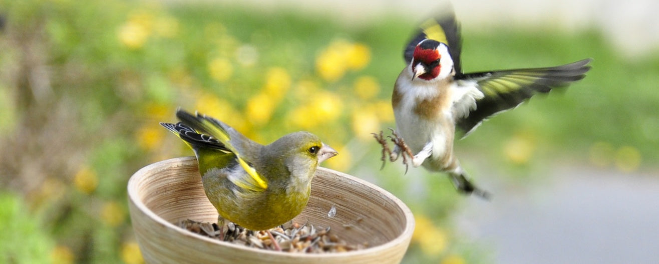 Guide to Mixing Birds in an Aviary: Ensuring Compatibility and Harmony