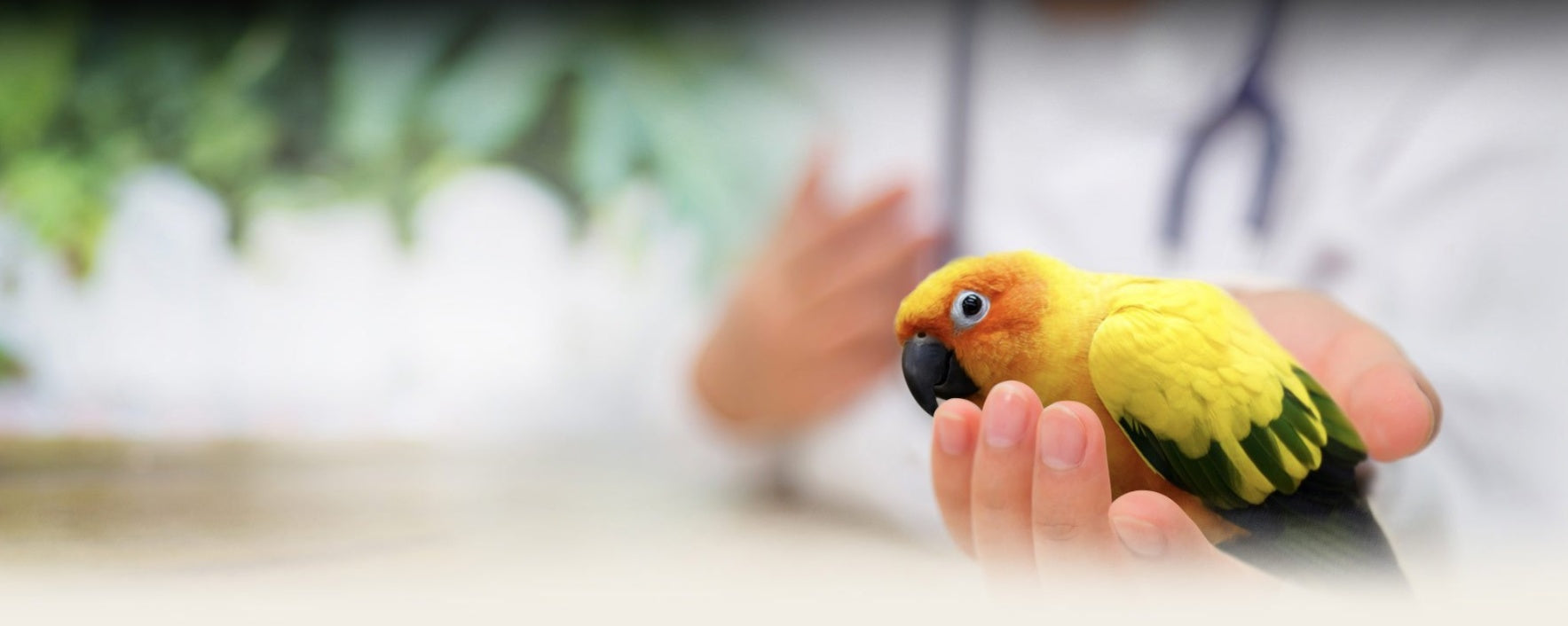 The Importance of Annual Veterinary Checkups for Your Pet Bird