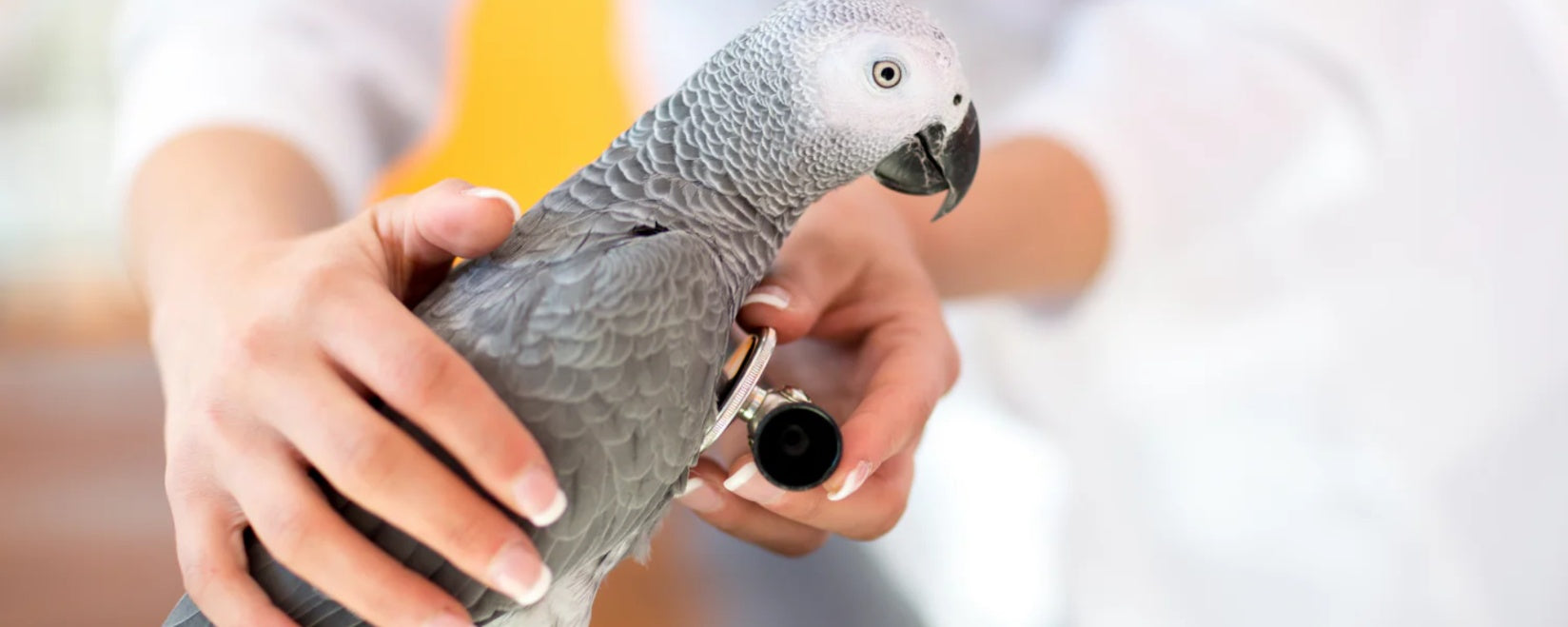 What Aging Birds Look Like: Signs Your Bird is Getting Older