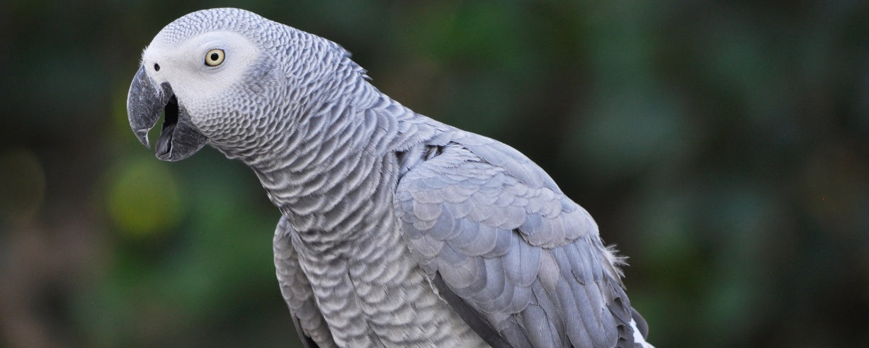 Age Is Just a Number: Teaching New Tricks to Your Older Feathered Friend