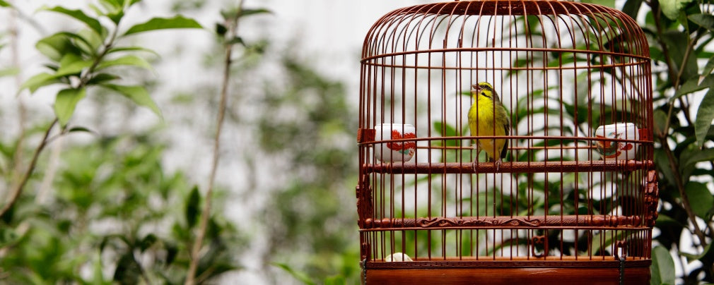 Bird Cage Essentials: How to Set Up the Ideal Space for Your Feathered Friend