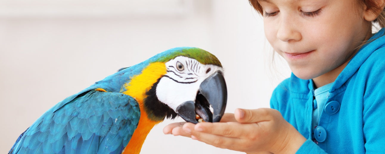 Bird Care Basics: Must-Have Supplies for a Happy and Safe Aviary
