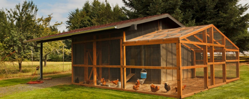 Backyard Chicken Coop Guide: Tips for Building the Perfect Setup – Pet ...