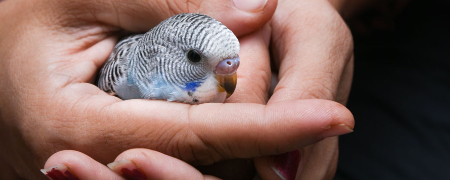 Caring for an Injured Parrot: Quick Steps When No Vet Is Around