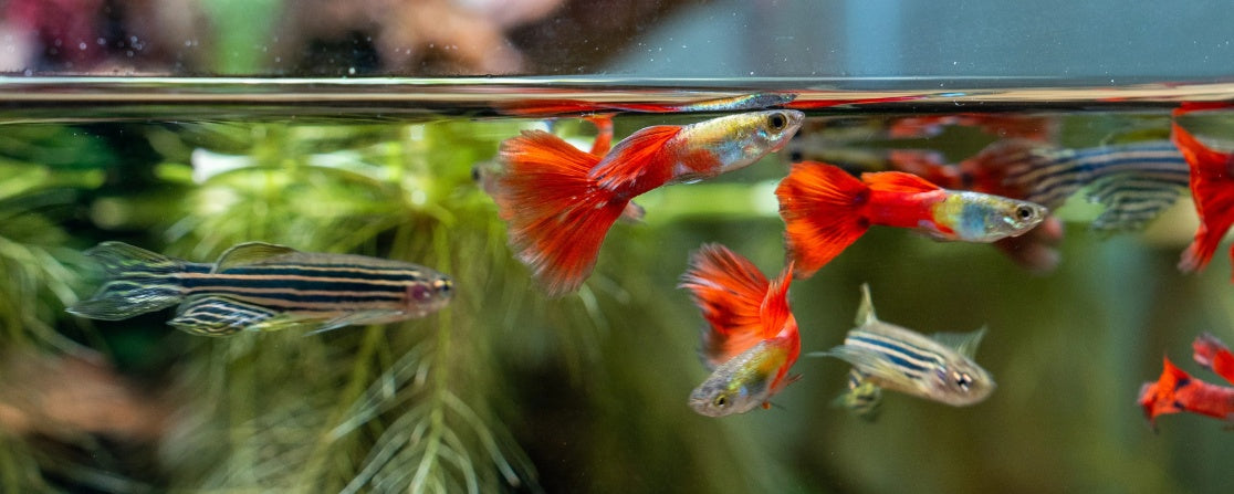 Creating Harmony Underwater: What is a Community Fish Tank?