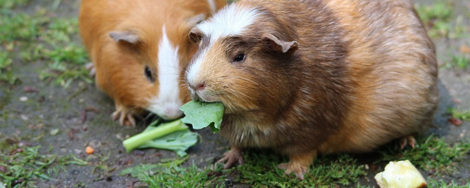 The Complete Guide to Guinea Pig Nutrition: Keeping Your Pet Healthy