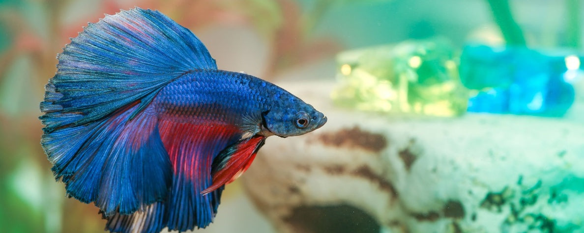 How to Care for Fish: Essential Tips for Beginners