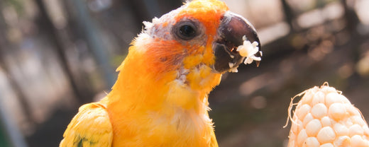 Identifying Bird Malnutrition: Signs and Dietary Solutions