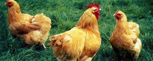 Protect Your Flock: Understanding the 6 Most Common Chicken Diseases