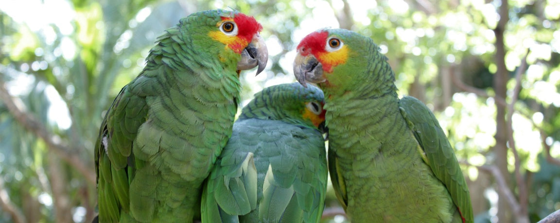 Teaching Your Bird: The Four Most Important Things They Should Know