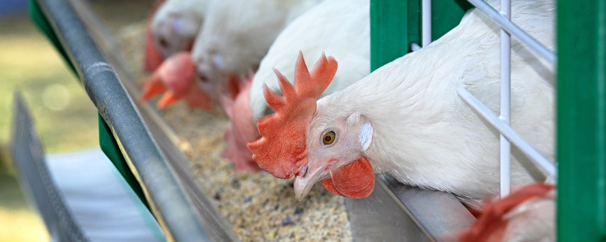 Understanding Poultry Nutrition: What Your Flock Needs