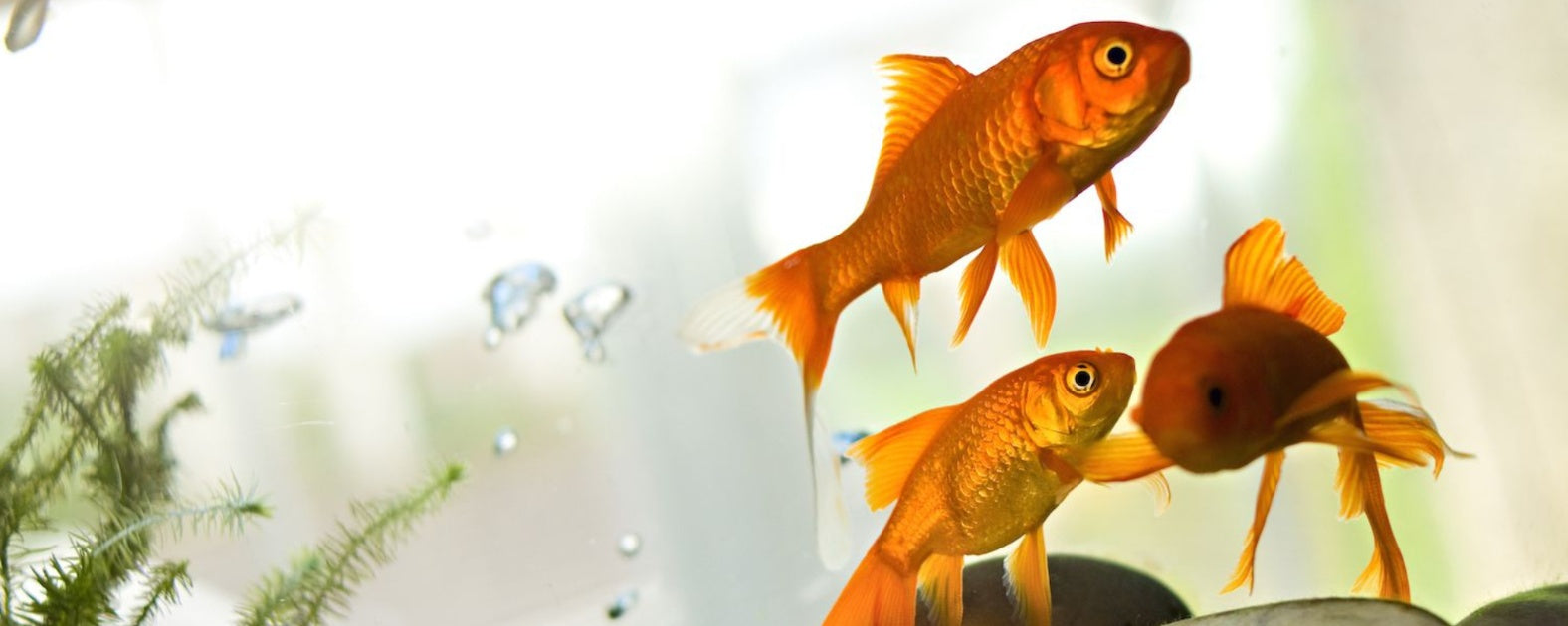 Understanding and Treating Swim Bladder Disease in Aquarium Fish