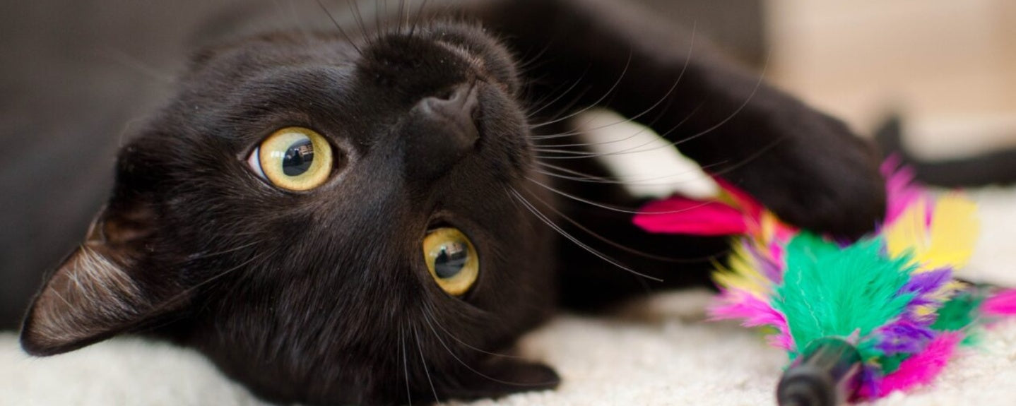 13 Creative Enrichment Ideas to Improve Your Cat’s Life