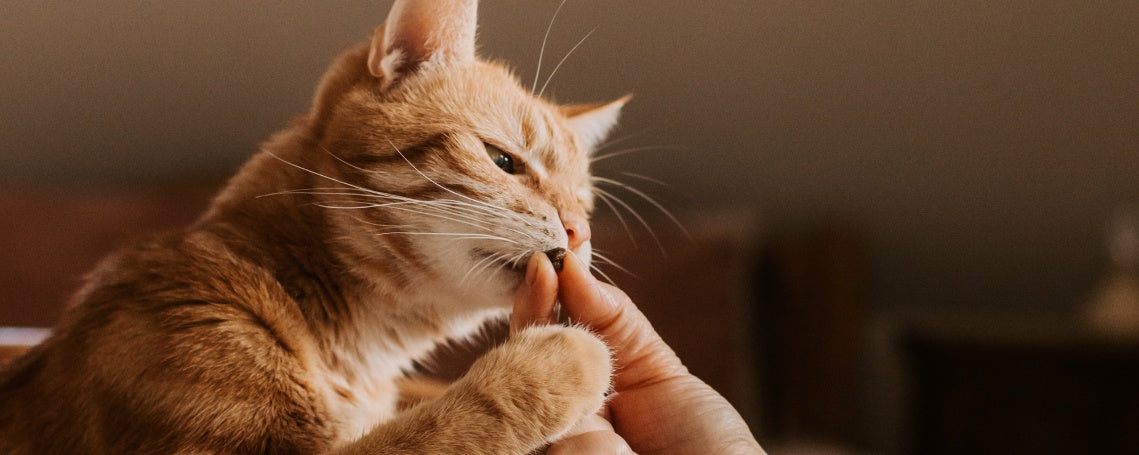 5 Tips for Choosing Healthy Treats for Your Cat’s Wellness