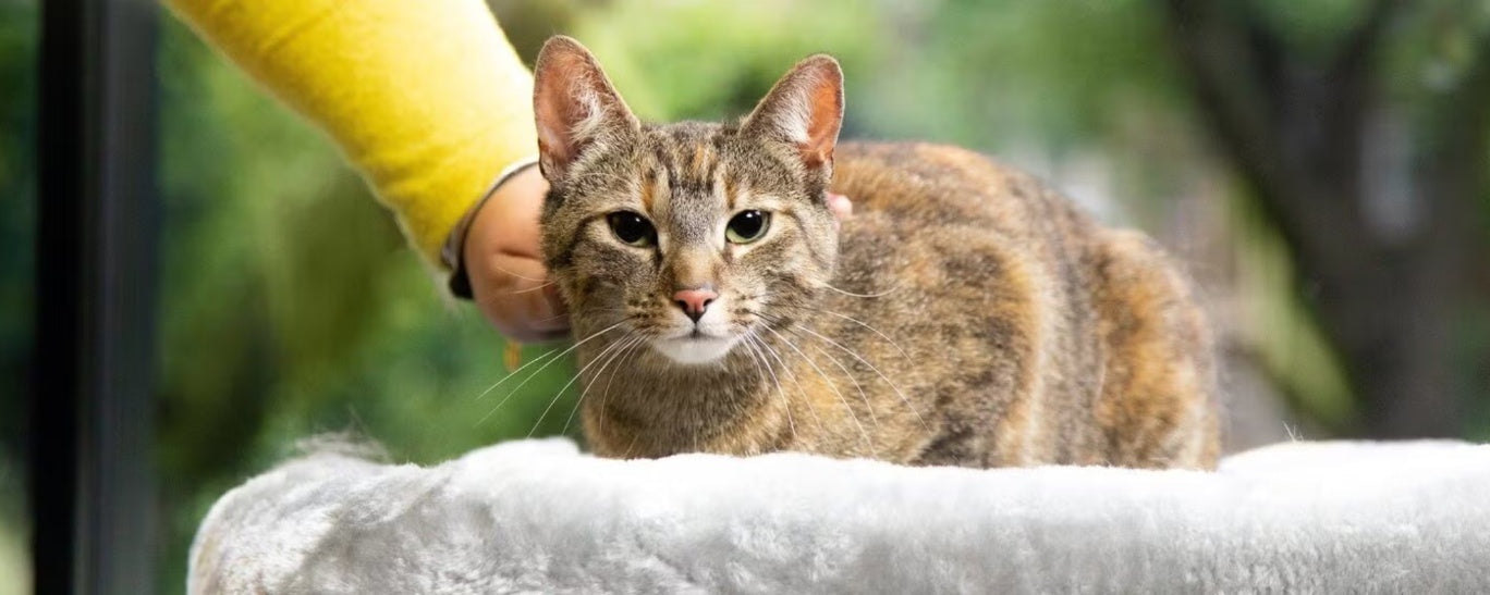 Aging Gracefully: Identifying and Managing Changes in Senior Cat Behavior