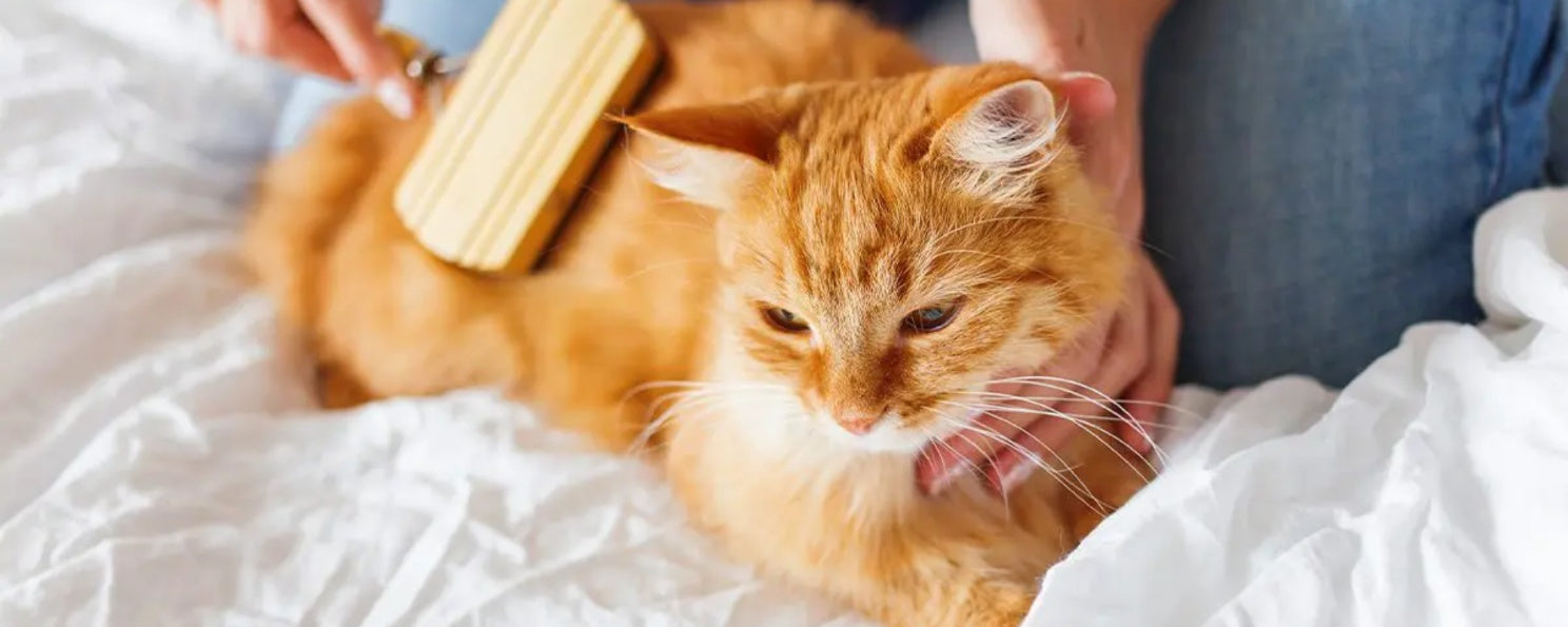 All You Need to Know About Grooming Your Cat Like a Pro