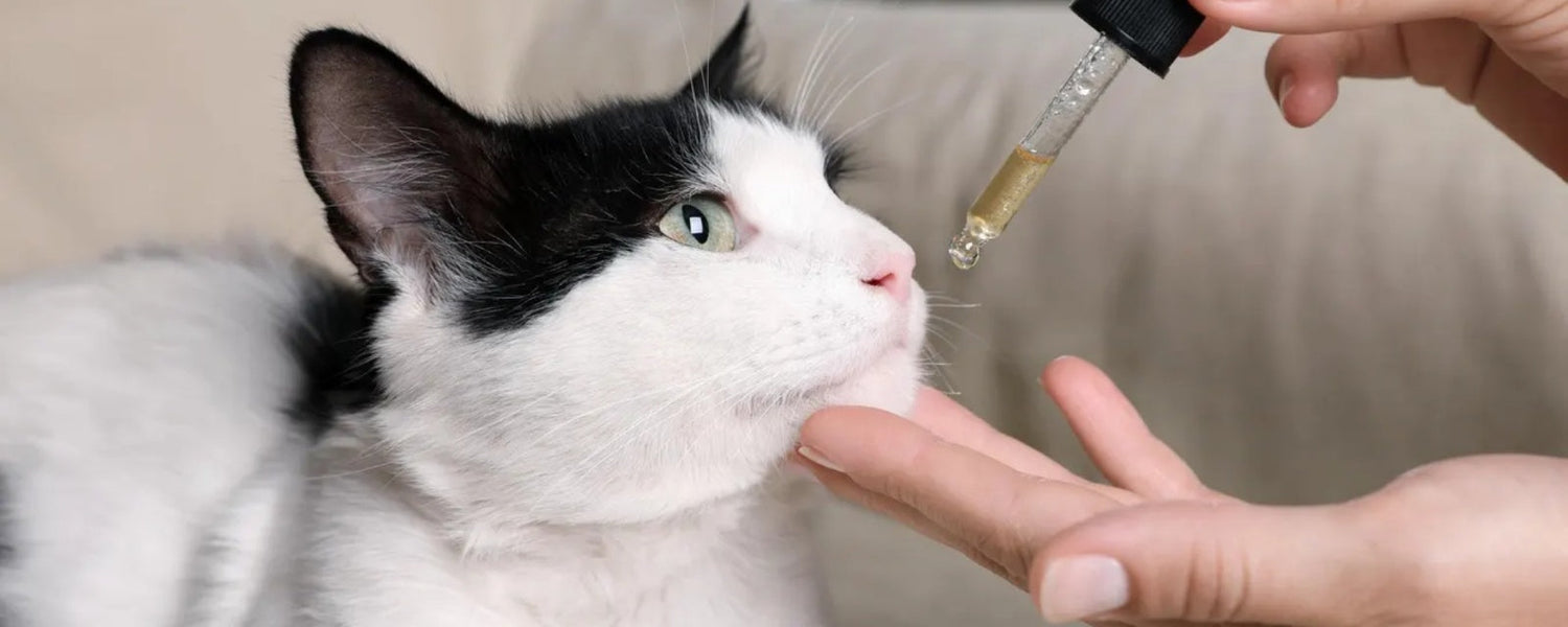 Picture of CBD for Cats: Key Benefits, Potential Risks, and Safety Guidelines ...