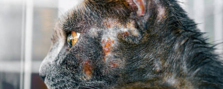 Cat Skin Problems: Causes, Symptoms, and Effective Solutions – Pet Servo